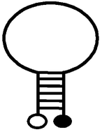 Using molecular beacon to monitor activity of E. coli DNA ...