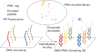 Combinatorial libraries – from solution to 2D microarrays - Chemical ...