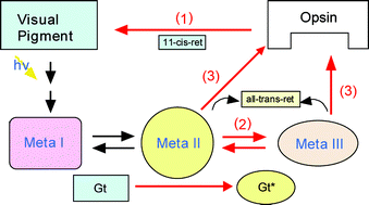 Molecular properties of rod and cone visual pigments from purified