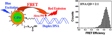 A Stochastic Model for Energy Transfer from CdS Quantum Dots/Rods (Donors)  to Nile Red Dye (Acceptors)