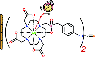 Relaxometric And Solution Nmr Structural Studies On Ditopic Lanthanide Iii Complexes Of A Phosphinate Analogue Of Dota With A Fast Rate Of Water Exchange Dalton Transactions Rsc Publishing