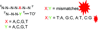 Detection Of Terminal Mismatches On Dna Duplexes With Fluorescent Oligonucleotides Organic Biomolecular Chemistry Rsc Publishing