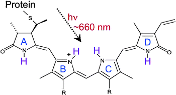 Which factors determine the acidity of the phytochromobilin chromophore