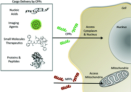 Cell-penetrating Peptides As Delivery Vehicles For Biology And Medicine ...