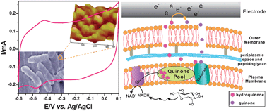 Direct Electrochemistry And Electrocatalytic Mechanism Of Evolved Escherichia Coli Cells In Microbial Fuel Cells Chemical Communications Rsc Publishing