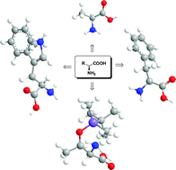 Primary amino acids: privileged catalysts in