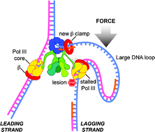 Replisome Dynamics And Use Of Dna Trombone Loops To Bypass Replication Blocks Molecular Biosystems Rsc Publishing