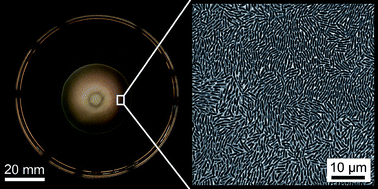 swarming bacteria