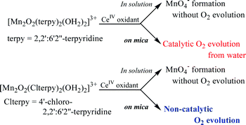 Non Catalytic O2 Evolution By Oh2 Clterpy Mn M O 2mn Clterpy Oh2 3 Clterpy 4 Chloro 2 2 6 2 Terpyridine Adsorbed On Mica With Ceiv Oxidant Photochemical Photobiological Sciences Rsc Publishing