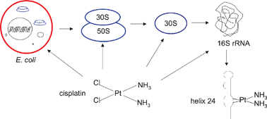 A New Role For Cisplatin Probing Ribosomal Rna Structure Chemical Communications Rsc Publishing