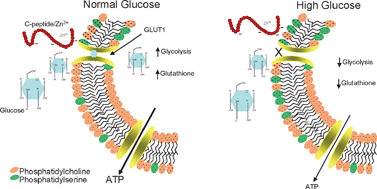 Zinc-activated C-peptide resistance to the type 2 diabetic erythrocyte is  associated with hyperglycemia-induced phosphatidylserine externalization  and reversed by metformin