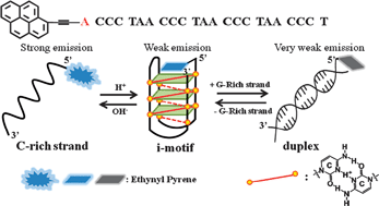 Probe for i motif structure and G rich strands using end Probe for i motif structure and G rich strands using end