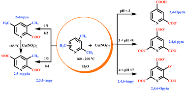 Hydrothermal In Situ Ligand Reaction Copper Ii Mediated Stepwise Oxidation Of 2 3 5 And 2 4 6 Trimethylpyridine To Pyridinecarboxylates Crystengcomm Rsc Publishing
