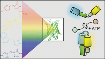 The structure and function of fluorescent proteins - Chemical Society ...