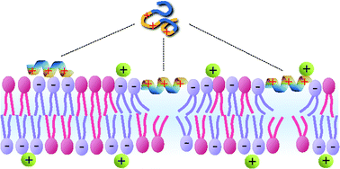 Cationic antimicrobial peptides: a physical basis for their selective ...