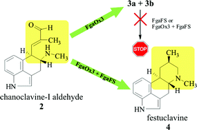 Ergot alkaloid biosynthesis in Aspergillus fumigatus: Conversion of ...