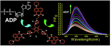 Aminonaphthalimide-based imidazolium podands for turn-on fluorescence ...