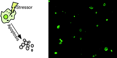 apoptosis