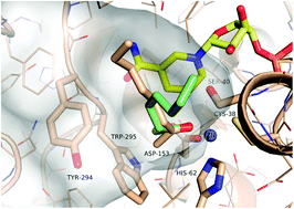 dihexa acetate wholisticresearch Structural insights into substrate specificity and solvent tolerance in  alcohol dehydrogenase ADH-'A' from Rhodococcus ruber DSM 44541