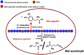 A Facile And Efficient Method For The Incorporation Of Multiple Unnatural Amino Acids Into A Single Protein Chemical Communications Rsc Publishing