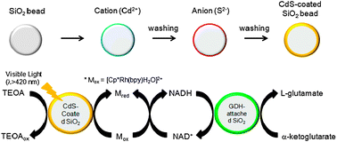 Photoenzymatic Synthesis Through Sustainable NADH Regeneration By SiO2 ...