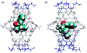 Restricted rotation due to the lack of free space within a capsule ...