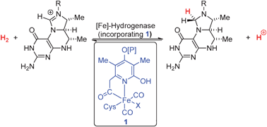Evolution In The Understanding Of Fe Hydrogenase Chemical Society Reviews Rsc Publishing