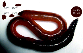 Impacts of epigeic, anecic and endogeic earthworms on metal and