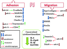 Cellular And Molecular Mechanisms Of Pomegranate Juice Induced Anti Metastatic Effect On Prostate Cancer Cells Integrative Biology Rsc Publishing
