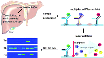 Multi Parametric Analysis Of Cytochrome P450 Expression In Rat Liver Microsomes By La Icp Ms Journal Of Analytical Atomic Spectrometry Rsc Publishing