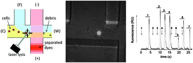 Continuous analysis of dye-loaded, single cells on a microfluidic chip ...