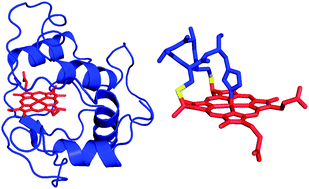 Cytochrome C As An Experimental Model Protein Metallomics Rsc Publishing