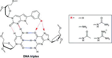 Cg Base Pair Recognition Within Dna Triple Helices By Modified N Methylpyrrolo Dc Nucleosides Organic Biomolecular Chemistry Rsc Publishing