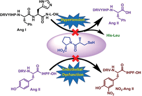 Synthesis Characterization And Antioxidant Activity Of Angiotensin Converting Enzyme Inhibitors Organic Biomolecular Chemistry Rsc Publishing