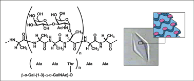 Synthesis and antifreeze activity of fish antifreeze glycoproteins and ...