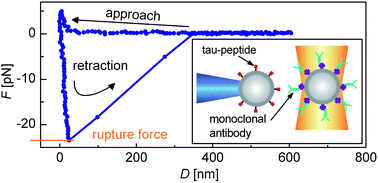 Dynamic force spectroscopy on the binding of monoclonal antibodies and ...