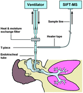 On-line, real time monitoring of exhaled trace gases by SIFT-MS in the ...