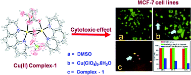 Phosphatase Like Activity Dna Binding Dna Hydrolysis Anticancer And Lactate Dehydrogenase Inhibition Activity Promoting By A New Bis Phenanthroline Dicopper Ii Complex Dalton Transactions Rsc Publishing