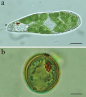 Fundamental Questions And Concepts About Photoreception And The Case Of Euglena Gracilis Integrative Biology Rsc Publishing