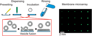 Supported lipid bilayer microarrays created by non-contact printing ...