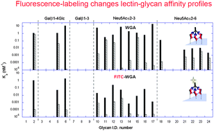 Fluorescent Labeling Agents Change Binding Profiles Of Glycan-binding ...