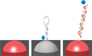 Fluorescent molecular nanocrystals anchored in sol–gel thin films: a ...