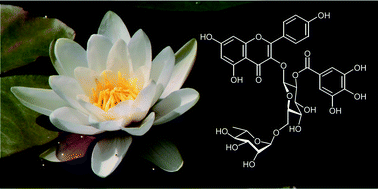 Flavonoids and their glycosides, including anthocyanins - Natural Product  Reports (RSC Publishing)