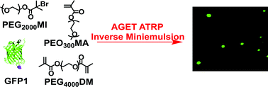 aget definition