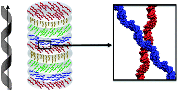 Right- and left-handed liquid crystal assemblies of oligonucleotides ...