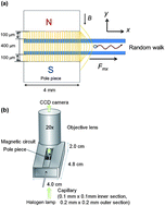 Brownian motion-magnetophoresis of nano/micro-particles - Analyst (RSC ...