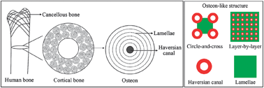 Bottom-up approach to build osteon-like structure by cell-laden ...