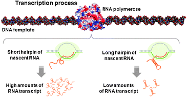 hairpin structure rna