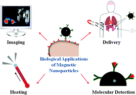 Biological applications of magnetic nanoparticles - Chemical Society  Reviews (RSC Publishing)