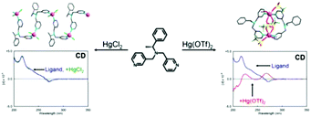 Effects of structures of HgX2 complexes (X = CF3SO3 and Cl) with chiral ...